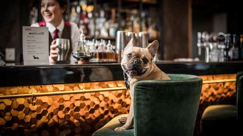 Dog friendly bar. Things To Know About Dog friendly bar. 